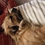 Bela-Dona 2 Jahre